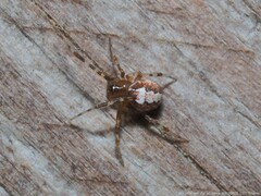 Theridiidae