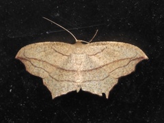 Timandra amaturaria