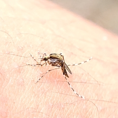 Aedes sollicitans