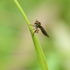 Holcocephala