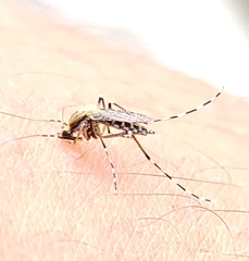 Aedes sollicitans