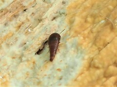 Sepedophilus
