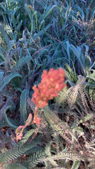 Achillea filipendulina