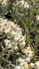 Pseudognaphalium stramineum