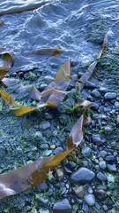 Laminaria setchellii