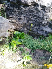 Parnassia grandifolia