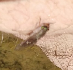 Tabanidae