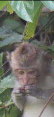 Macaca fascicularis