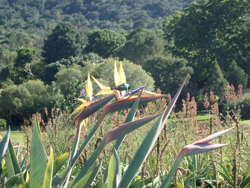 Cinnyris chalybeus