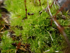Ptychostomum