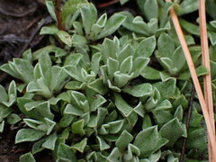 Antennaria parvifolia