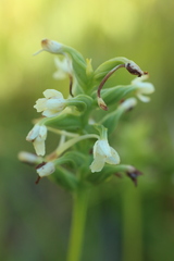 Platanthera clavellata image