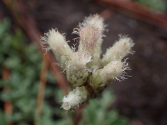 Antennaria parvifolia