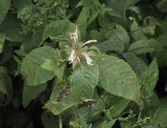 Monarda clinopodia