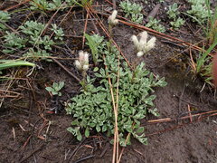 Antennaria parvifolia