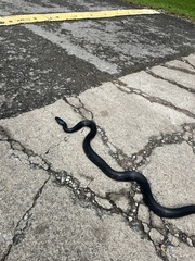 Pantherophis spiloides