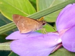 Cymaenes tripunctus theogenis
