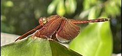 Neurothemis terminata