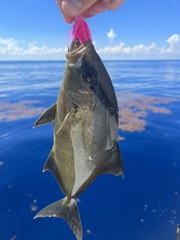 Seriola rivoliana