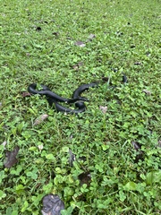 Pantherophis spiloides