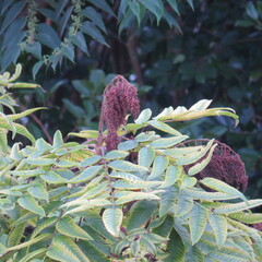 Rhus sandwicensis