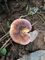 Cantharellus lewisii