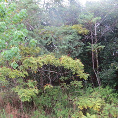 Rhus sandwicensis