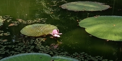 Victoria amazonica