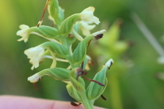 Platanthera clavellata image