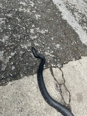 Pantherophis spiloides