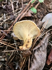 Cantharellus lewisii