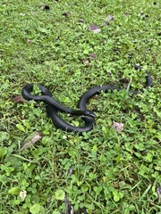 Pantherophis spiloides