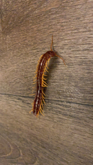Scolopendromorpha