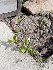 Coprosma propinqua