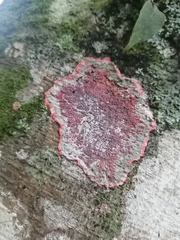 Herpothallon rubrocinctum