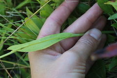 Platanthera clavellata image