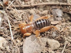 Ammopelmatus