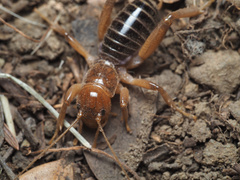 Ammopelmatus