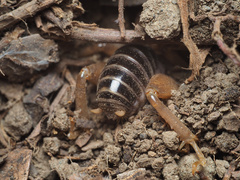 Ammopelmatus