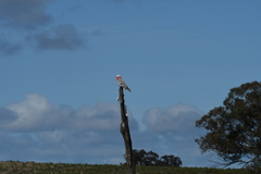 Eolophus roseicapilla albiceps