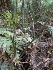 Equisetum hyemale