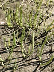 Lilaeopsis occidentalis