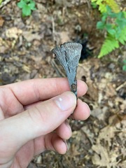 Craterellus caeruleofuscus