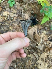 Craterellus caeruleofuscus