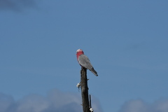 Eolophus roseicapilla albiceps