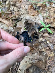 Craterellus caeruleofuscus