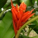 Scarlet Banana - Photo (c) Leon Perrie, some rights reserved (CC BY-NC), uploaded by Leon Perrie