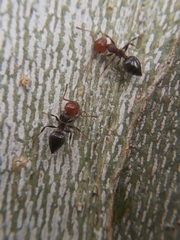Crematogaster scutellaris