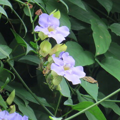 Thunbergia grandiflora