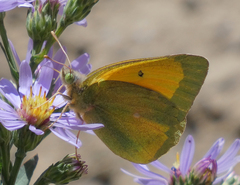 Colias christina